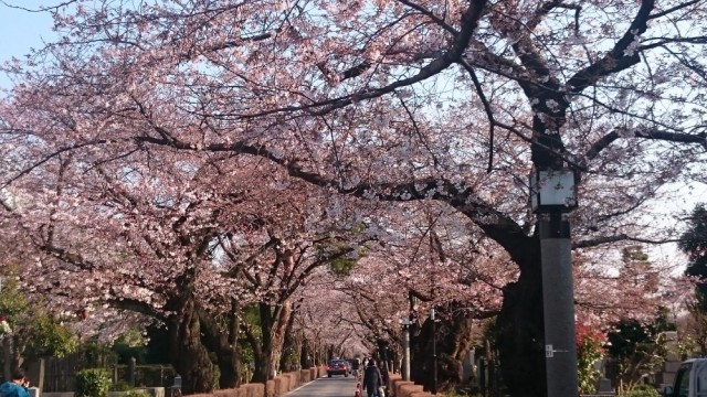 青山墓地の桜